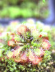 Drosera spatulata (Australie) plante carnivore