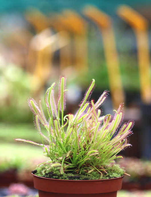 Drosera capensis XL plante carnivore