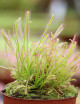 Drosera capensis XL plante carnivore