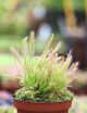 Drosera capensis XL plante carnivore