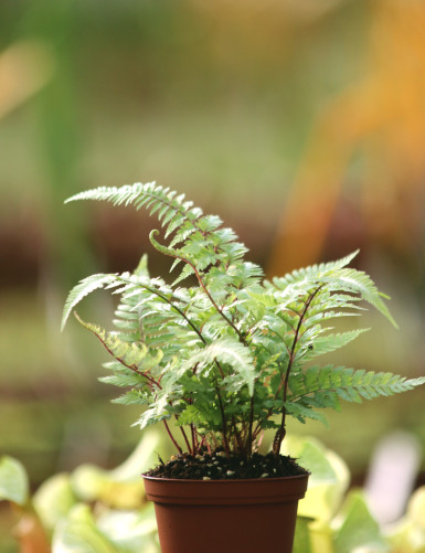 Athyrium metálico japonés
