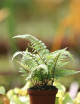 Japanese Metallic Athyrium