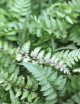 Athyrium metálico japonés