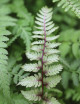 Athyrium metálico japonés