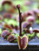 Dionaea muscipula Clayton's Volcanic Red - Mini-mottes