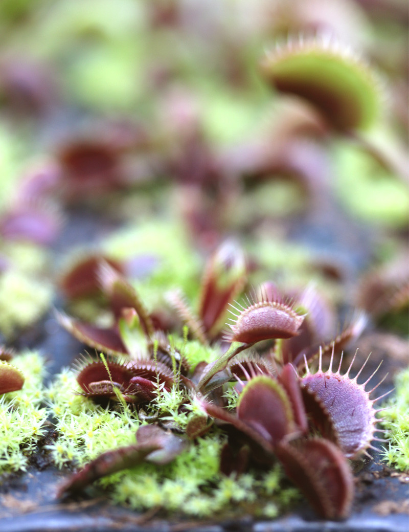 Dionaea muscipula Clayton's Volcanic Red - Mini-montañas