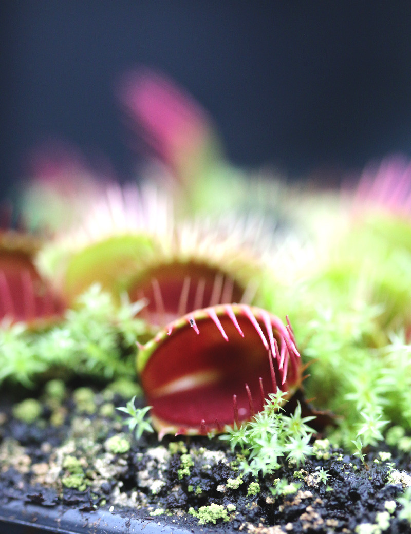 Dionaea muscipula Funnel trap -Mini-mottes