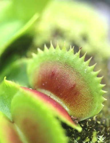 Dionaea dentata -...