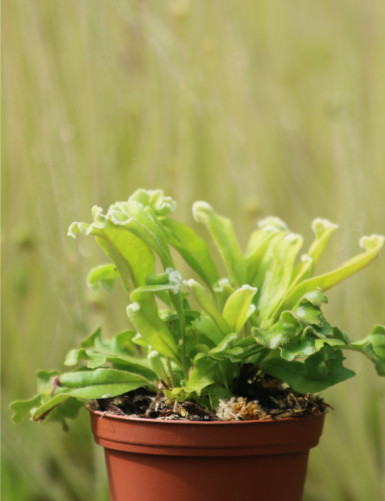 Pyrrosia lingua 'Cristata'
