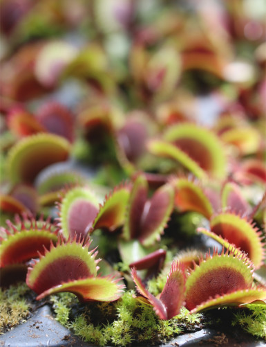 Dionaea red sawtooth -...