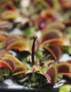 Dionaea red sawtooth - Bohemian garnet - Mini-mottes
