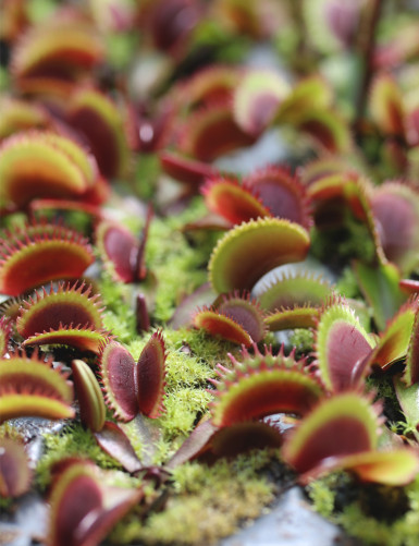 Dionaea red sawtooth - Bohemian garnet - Mini-mottes