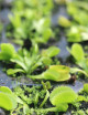 Dionaea Green sawtooth - Mini-mottes