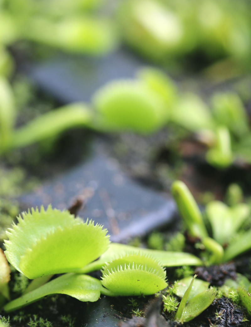 Dionaea Green sawtooth - Mini-mottes