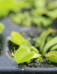 Dionaea Green sawtooth - Mini-mottes