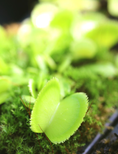 Dionaea Green sawtooth - Mini-mottes