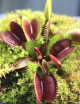 Dionaea muscipula "Petite dragon" Plante carnivore