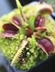 Dionaea muscipula "Petite dragon" Plante carnivore