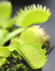 Dionaea muscipula "Triton"