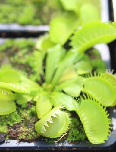 Dionaea muscipula "Triton"
