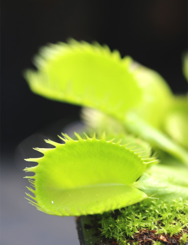 Dionaea muscipula "Triton"