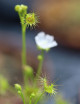 Drosera hookeri plante carnivore