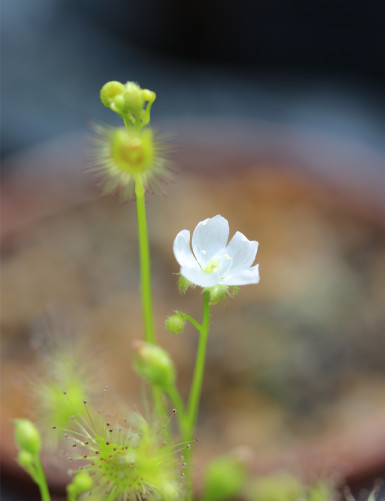 Drosera hookeri plante carnivore