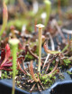 Sarracenia surprise - Mini-motte