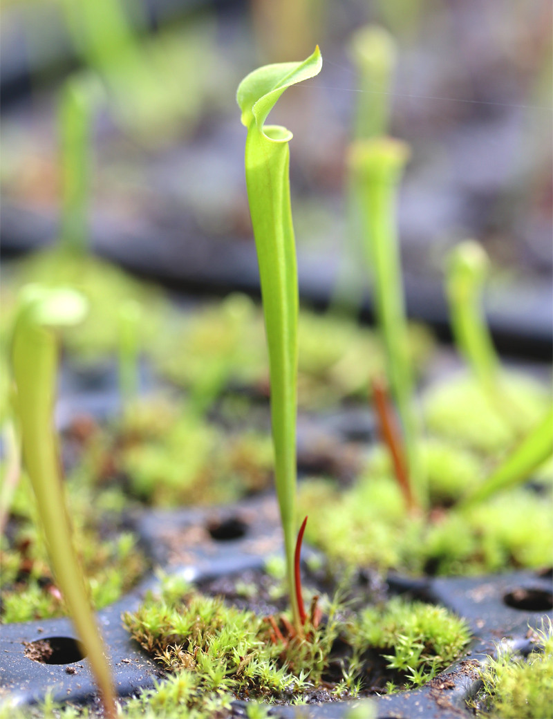 Sarracenia surprise - Mini-motte