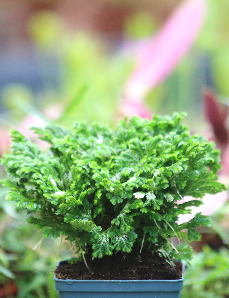 Selaginella martensii