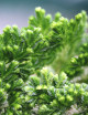 Selaginella martensii