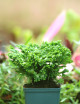 Selaginella martensii