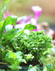 Exotic Pack - 3 plants