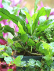 Exotic Pack - 3 plants