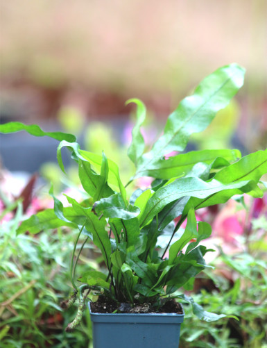 Phymatosorus (Microsorum)...