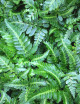 Rumohra adiantiformis variegata