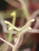 Drosera binata ghost plante carnivore