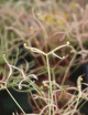 Drosera binata ghost plante carnivore