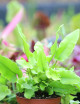 Asplenium scolopendrium | Fougère langue de cerf