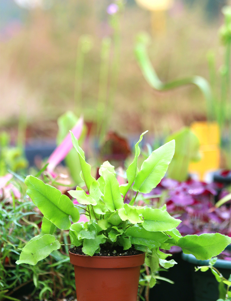 Asplenium scolopendrium | Fougère langue de cerf