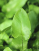 Asplenium scolopendrium | Fougère langue de cerf
