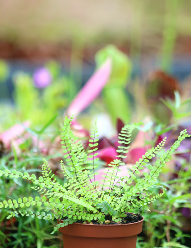 Asplenium trichomanes - Capillaire des murailles