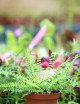 Asplenium trichomanes - Capillaire des murailles