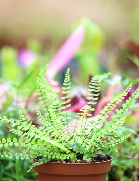 Asplenium trichomanes - Capillaire des murailles