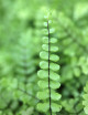 Asplenium trichomanes - Capillaire des murailles