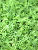 Asplenium trichomanes - Capillaire des murailles