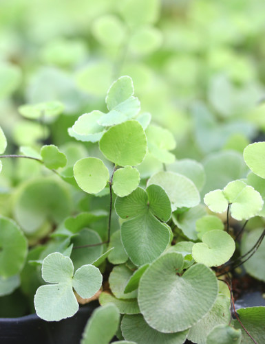 Pellaea atropurpurea -...