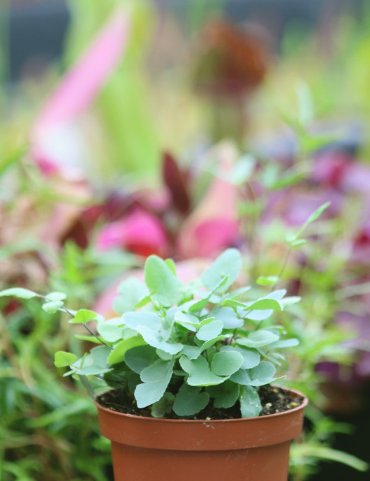 Pellaea atropurpurea - Fougère des falaises