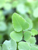 Pellaea atropurpurea - Fougère des falaises