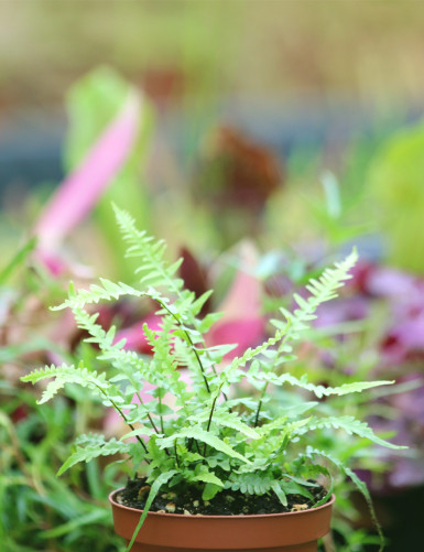 Asplenium ebenoides - Fougère à queue de dragon